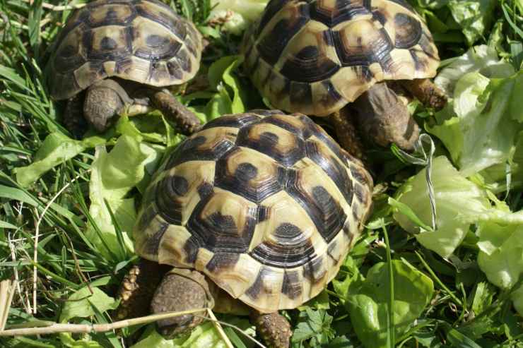 tartarughe di terra come riconoscere il sesso