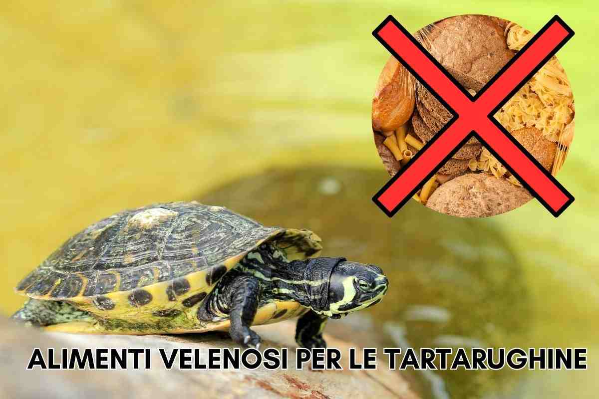tartarughe acqua dolce cibi alimenti vietati