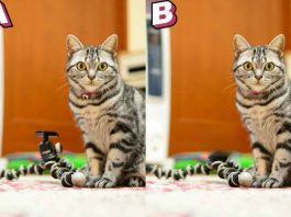 test differenze gattini trovare