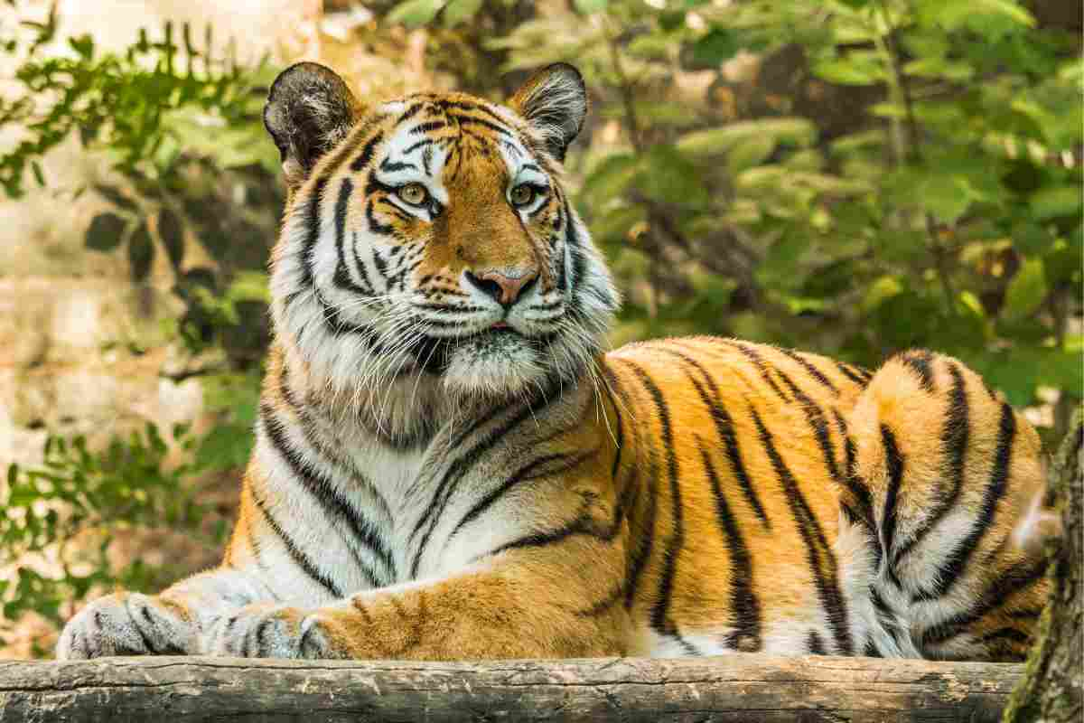 Amicizia tra cane e tigre video