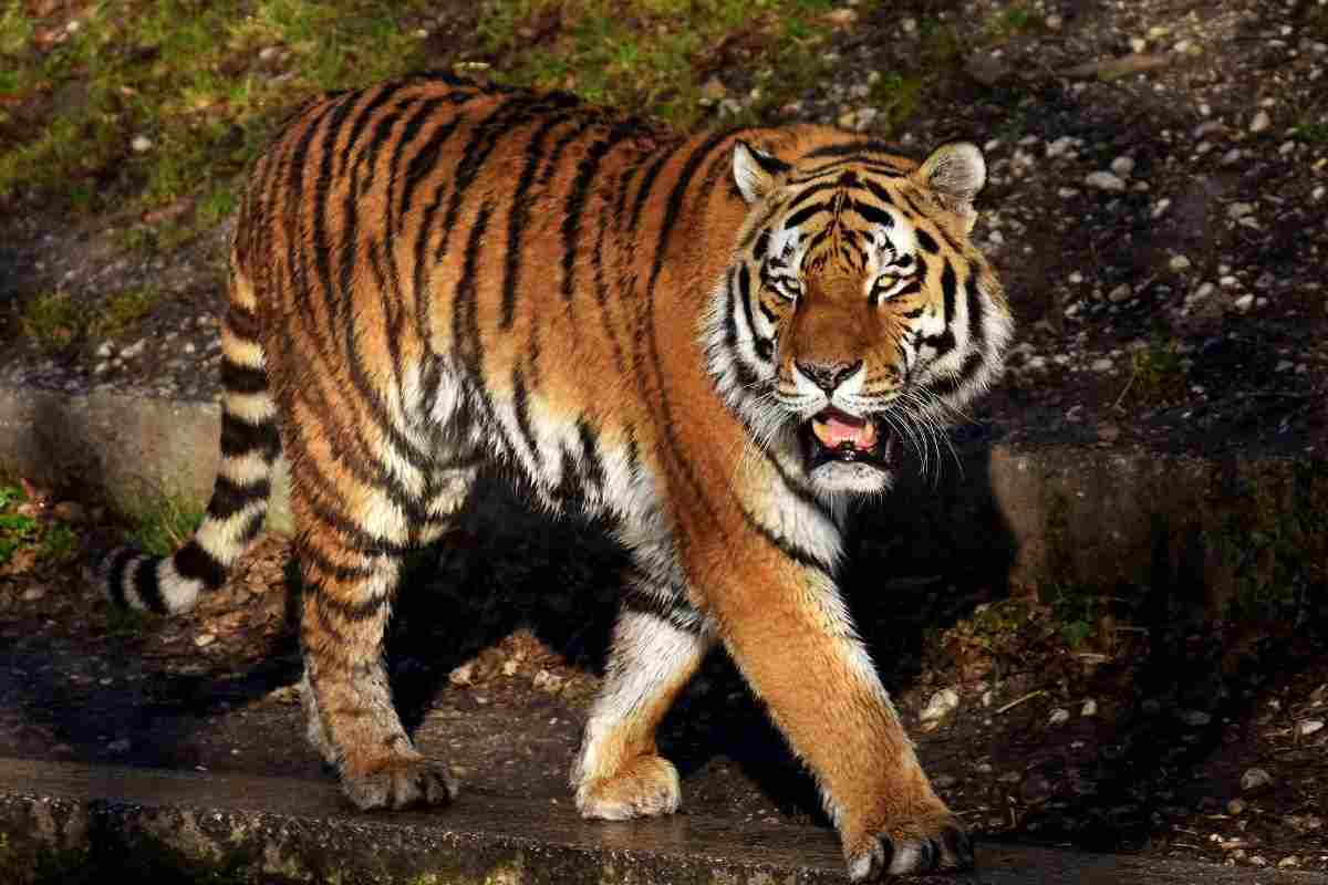 tigre animale domestico vip