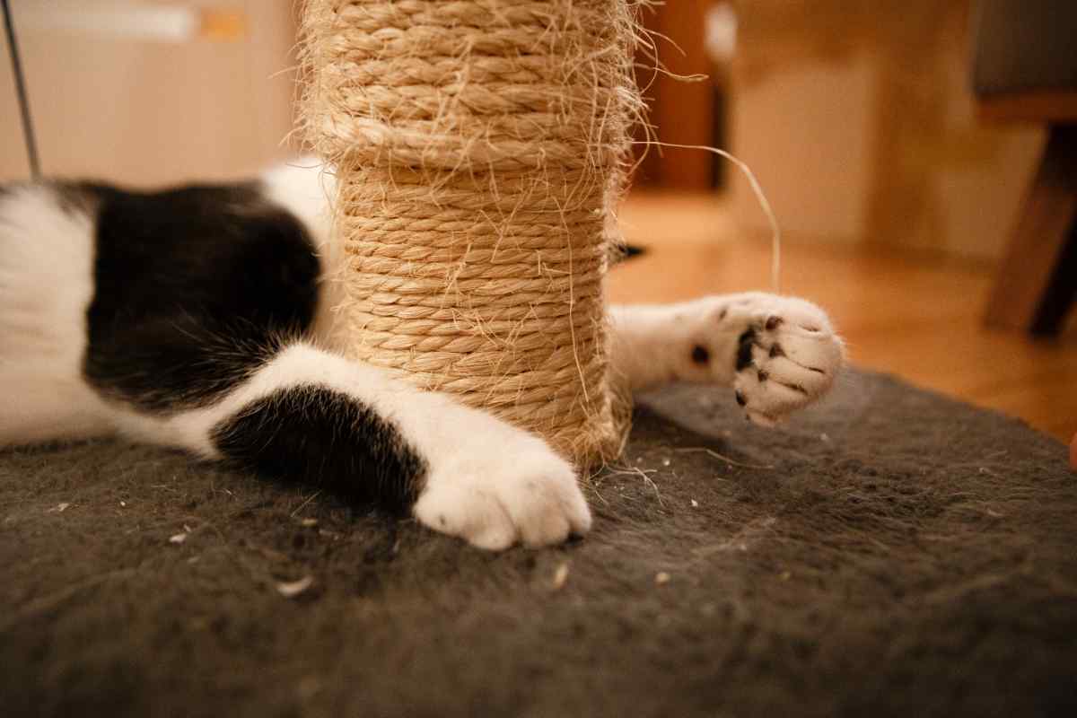 Graffiatoio per il gatto come costruirlo a casa