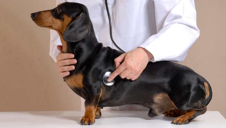 tosse canina sintomi cure malattie
