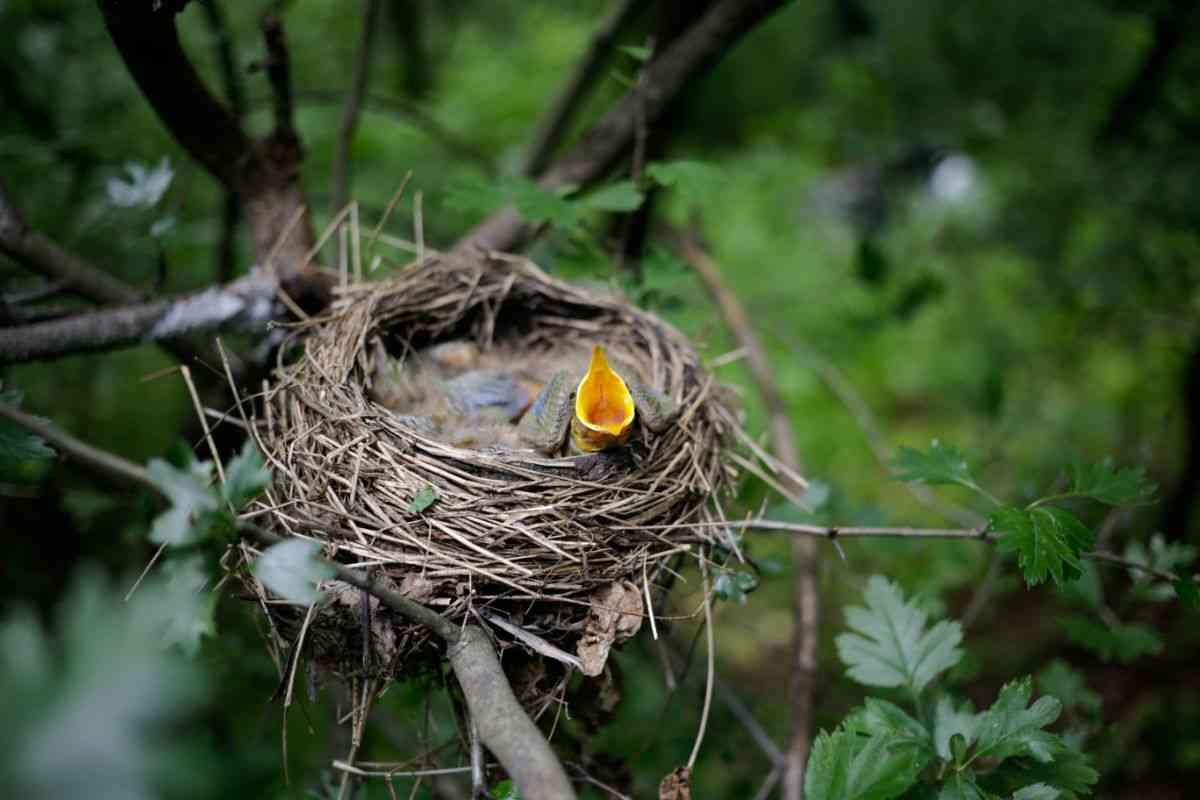 Uccellino nel nido