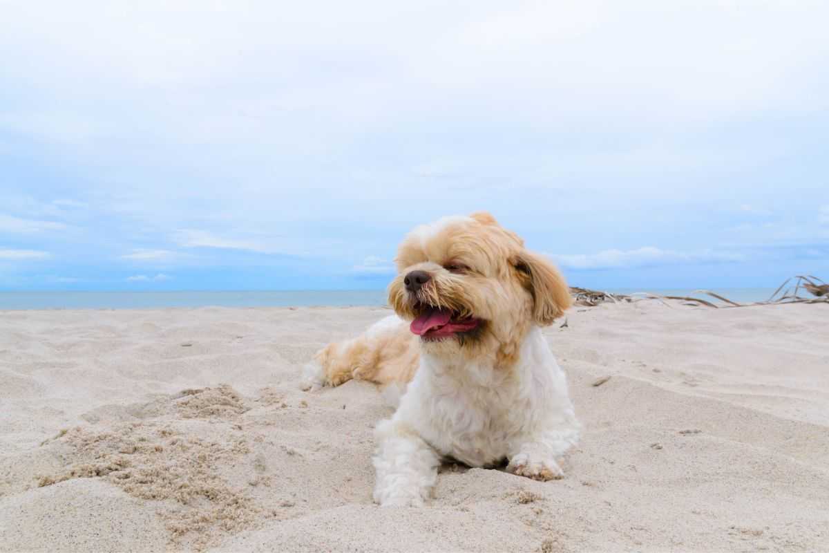 vacanze e animali domestici tutte le soluzioni