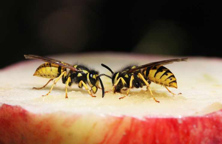 come allontanare vespe in modo naturale