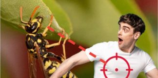 come allontanare vespe in modo naturale