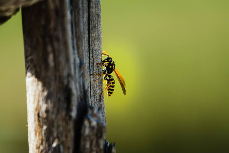 Come riconoscere le api dalle vespe differenze
