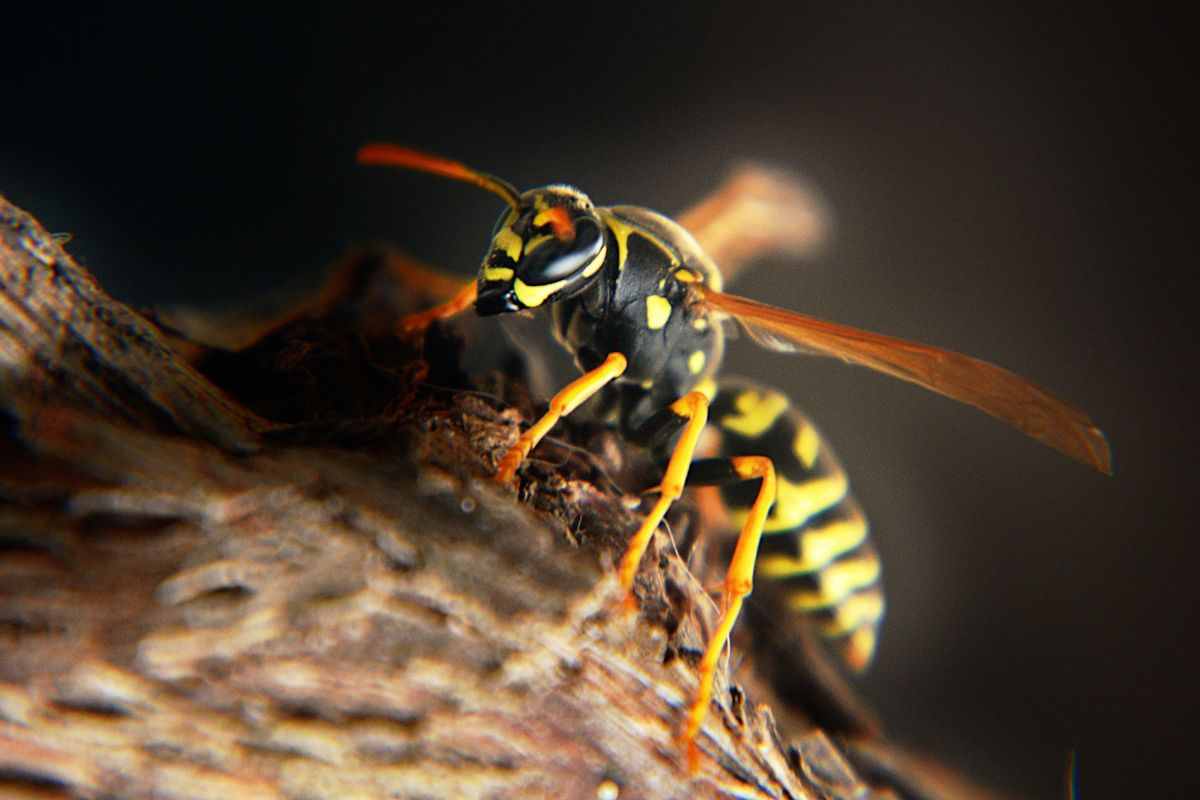 tenere lontane vespe casa repellenti naturali