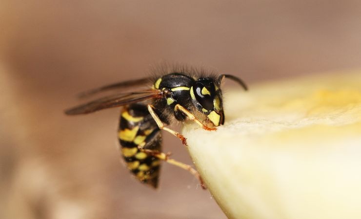 tenere lontane vespe casa repellenti naturali