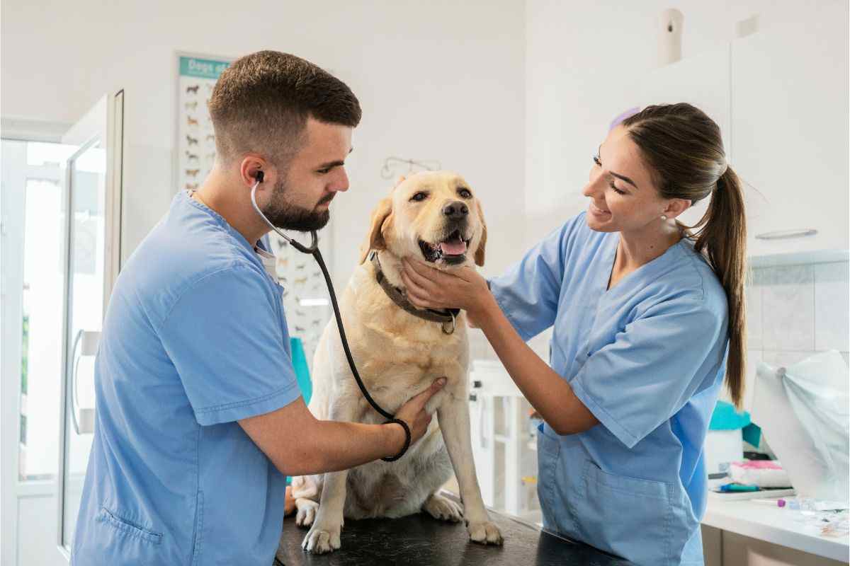 visita veterinario gratuita