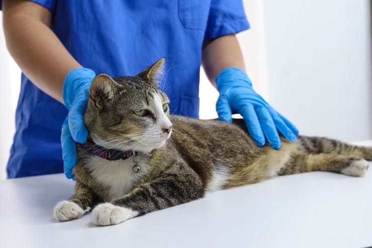 Gatto sta male: 8 segnali da non sottovalutare