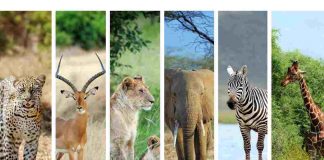Animali chiacchieroni quali specie parlano di più
