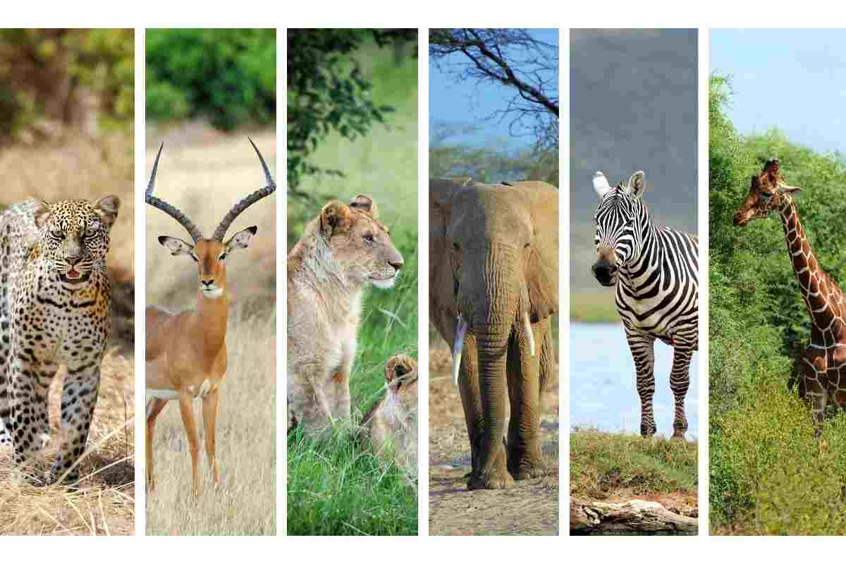 Animali chiacchieroni quali specie parlano di più