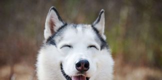 animali che ridono