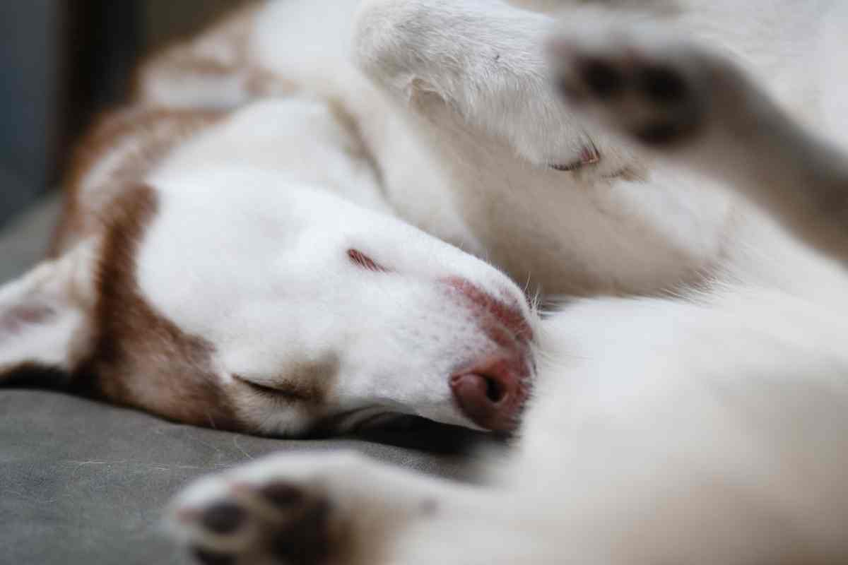 dormire con il cane vantaggi svantaggi