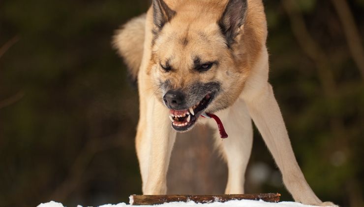 cani con le ali la storia di grigio e don bosco