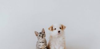 La cassetta del pronto soccorso è essenziale anche per gli animali