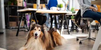 Le regole per portare i cani in ufficio e a lavoro