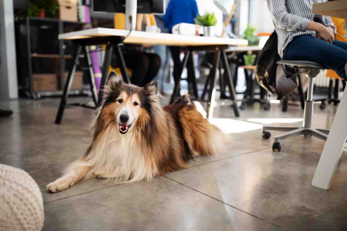 Le regole per portare i cani in ufficio e a lavoro