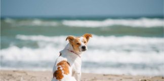 Come proteggere gli animali dal caldo