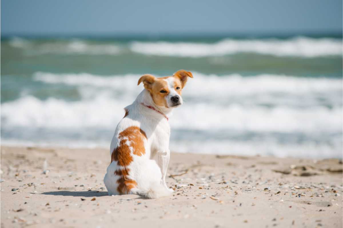 Come proteggere gli animali dal caldo