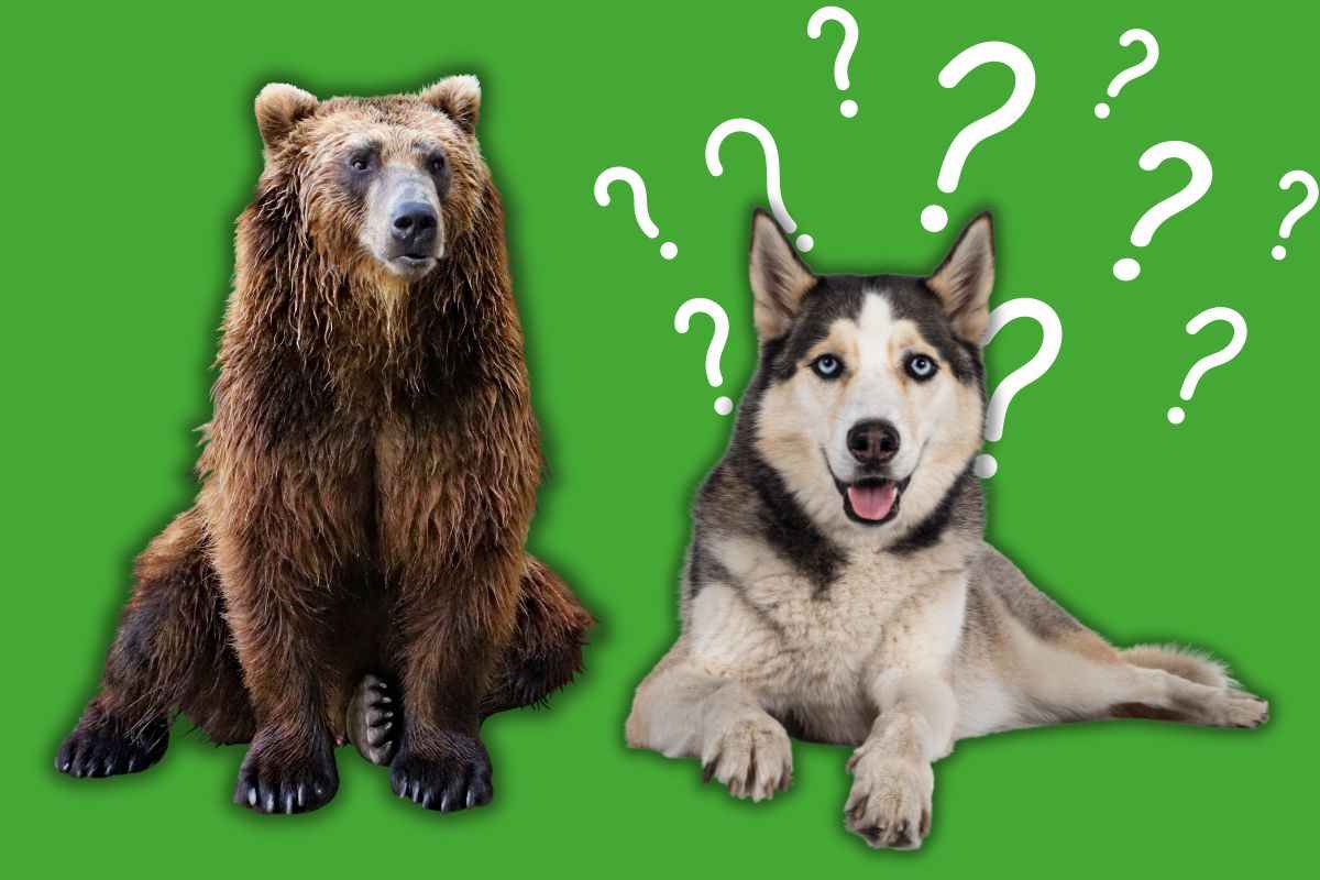 cane razza somiglianza orso