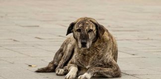 Ragazza salva cane anziano dalla strada
