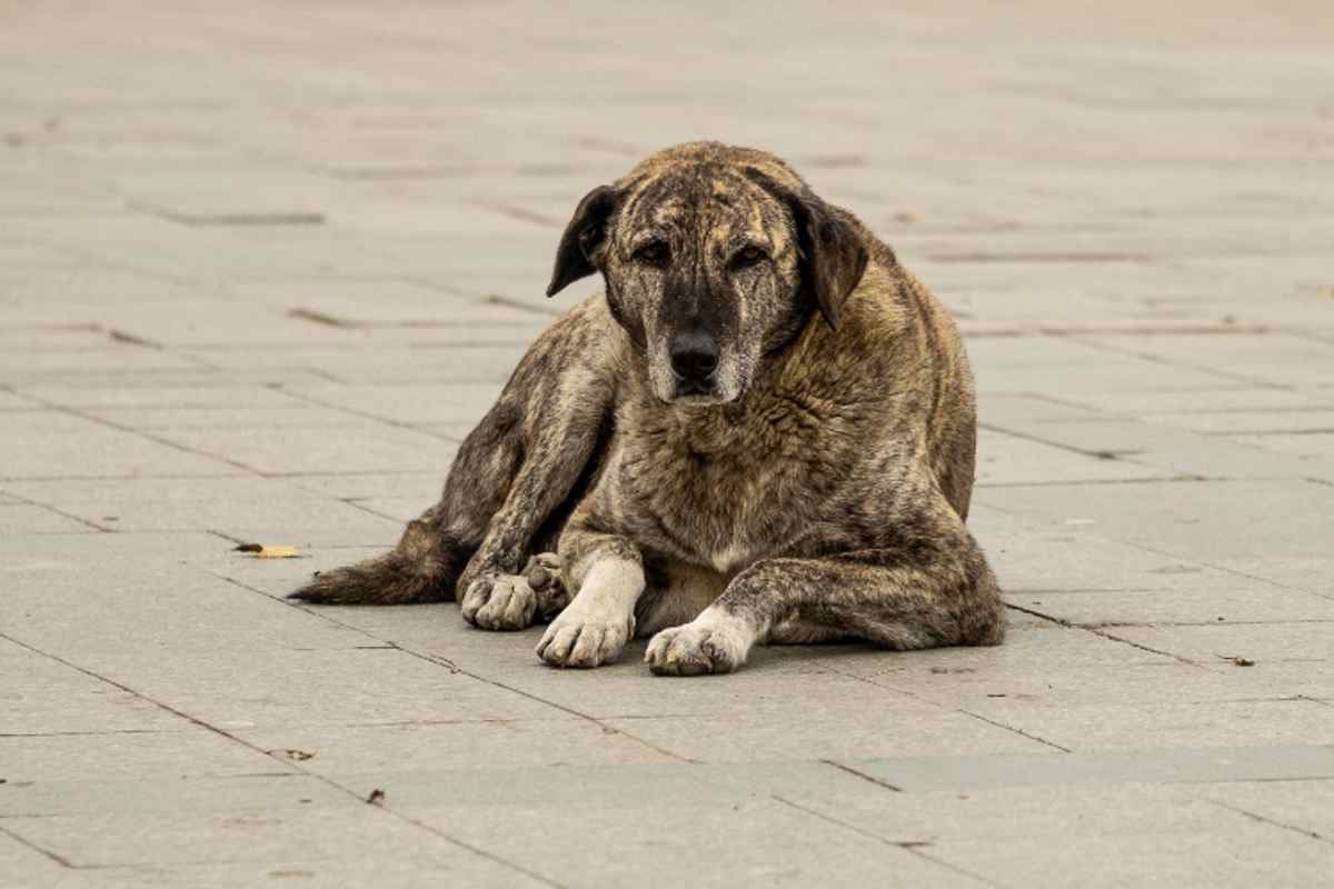 Ragazza salva cane anziano dalla strada