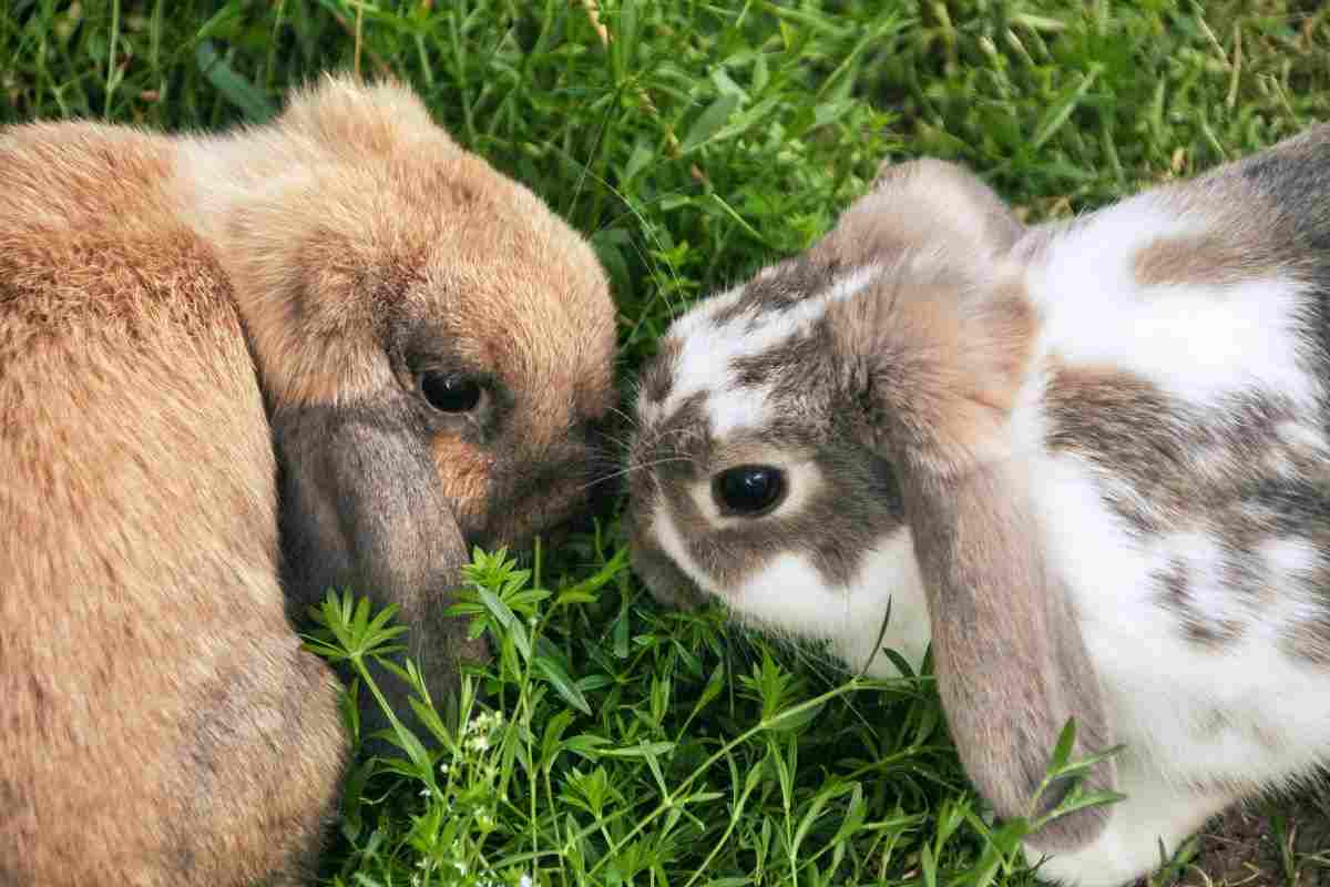 Conigli e suono fusa come riconoscerle