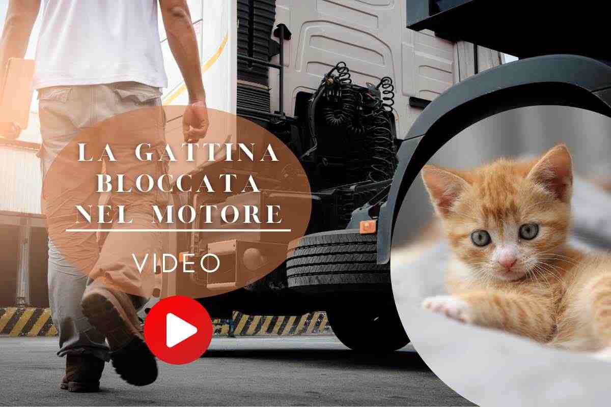 gattina salvata dal motore di un camion