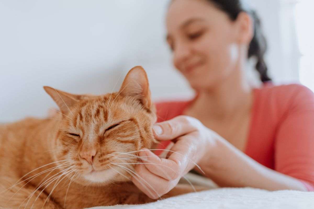 ricevere testata gatto segnale allarmante