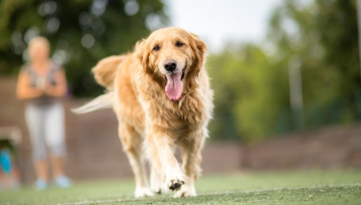 Golden retriever cambiamenti di espressione