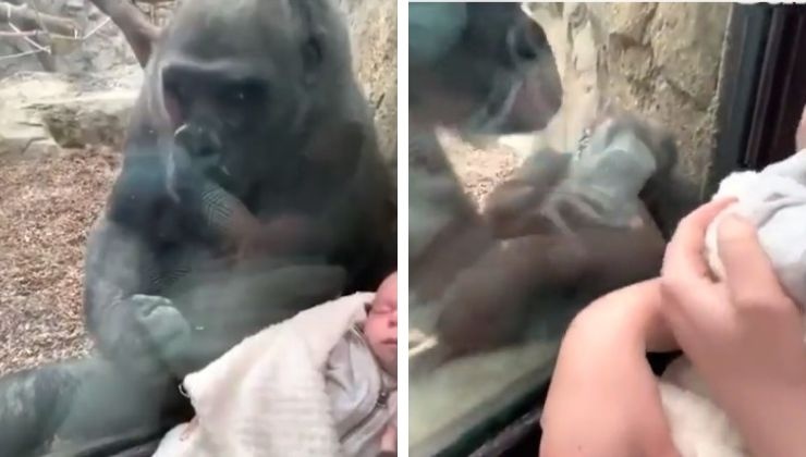 mamma Gorilla bebè come reagisce