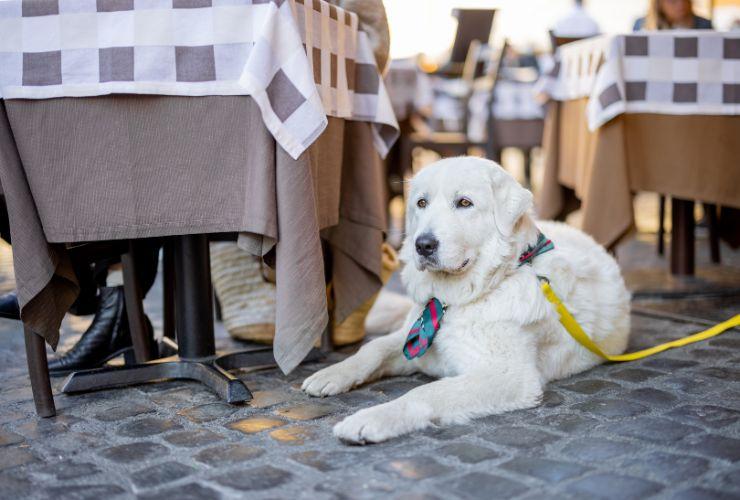 Locali pet friendly educazione cane