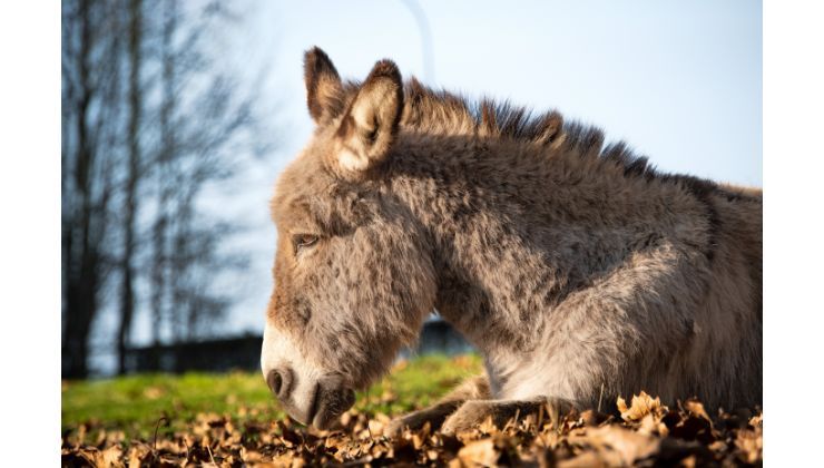 animali ibridi quali specie lo sono