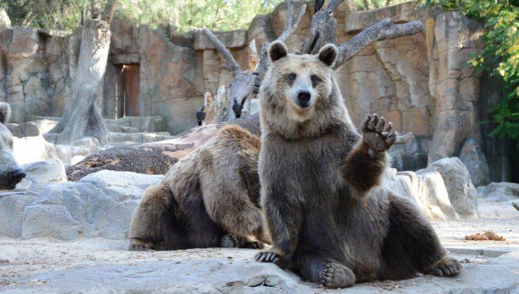 Orso video divertente merenda ragazza