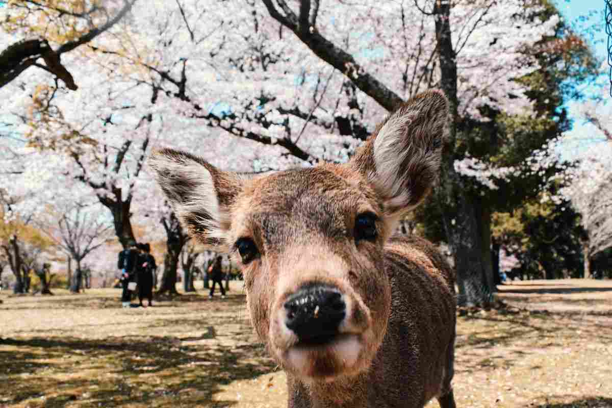 Parco di Nara Giappone cervi