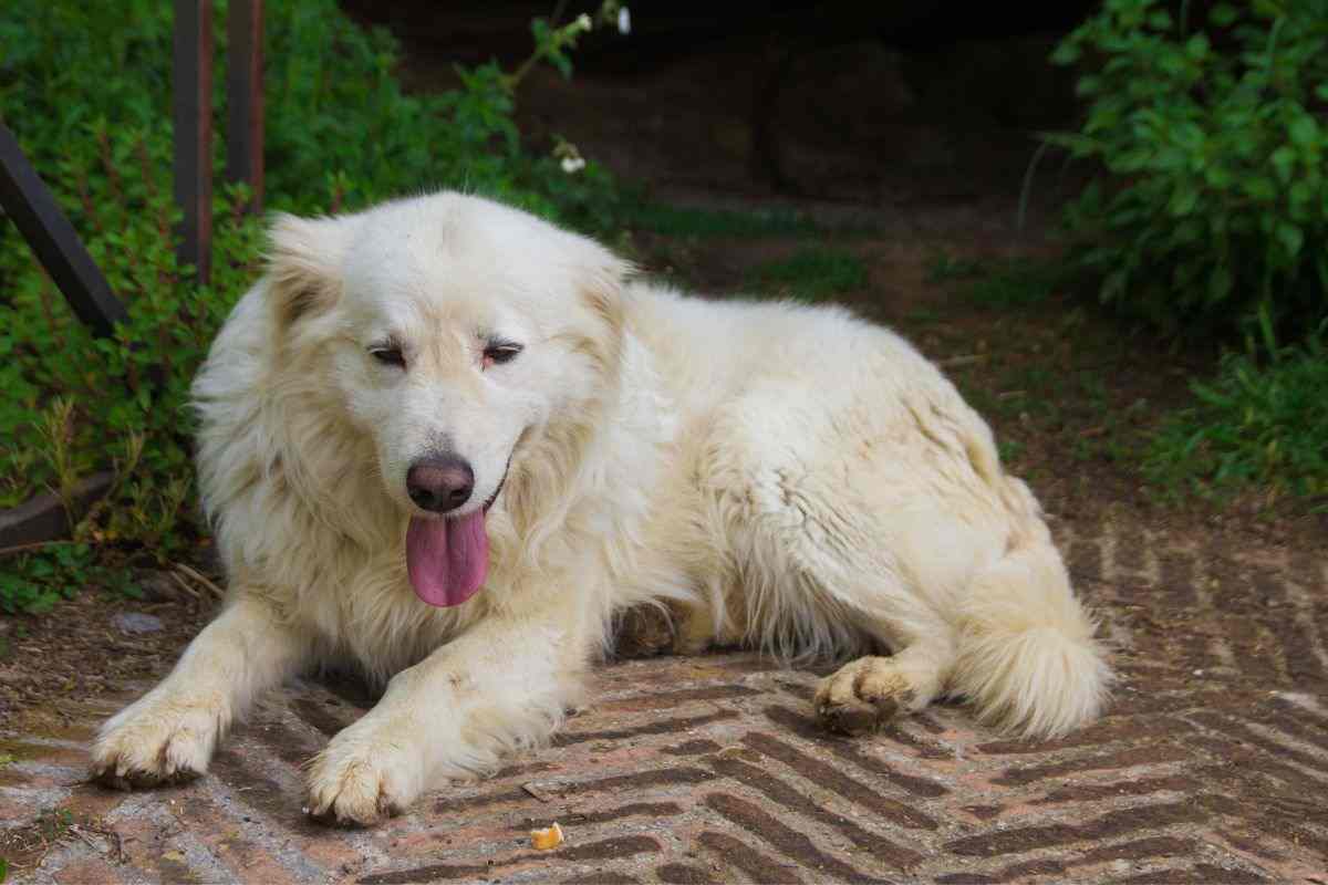 Cane suono reazione simpatica