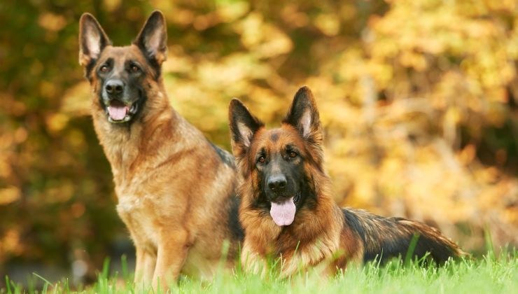 cane cade nella botola salvato dall'amico video