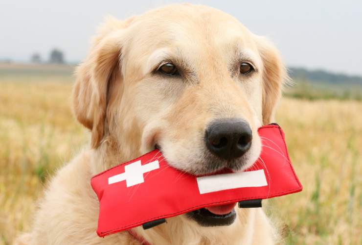 La cassetta del pronto soccorso è essenziale anche per gli animali