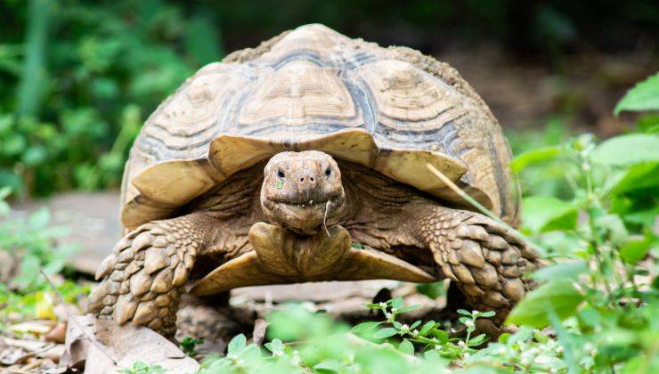 La tartaruga mangia poco animali che vivono senza cibo e acqua