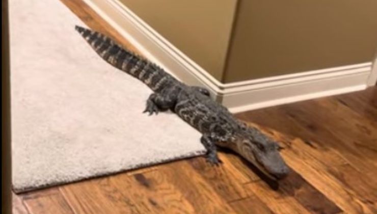 Alligatore pericoloso ritrovato in casa