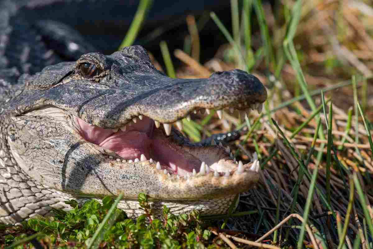 alligatore pericoloso ritrovato in casa