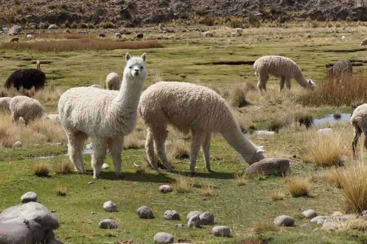 alpaca perché sputano