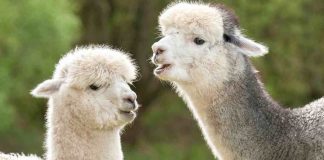 alpaca perché sputano