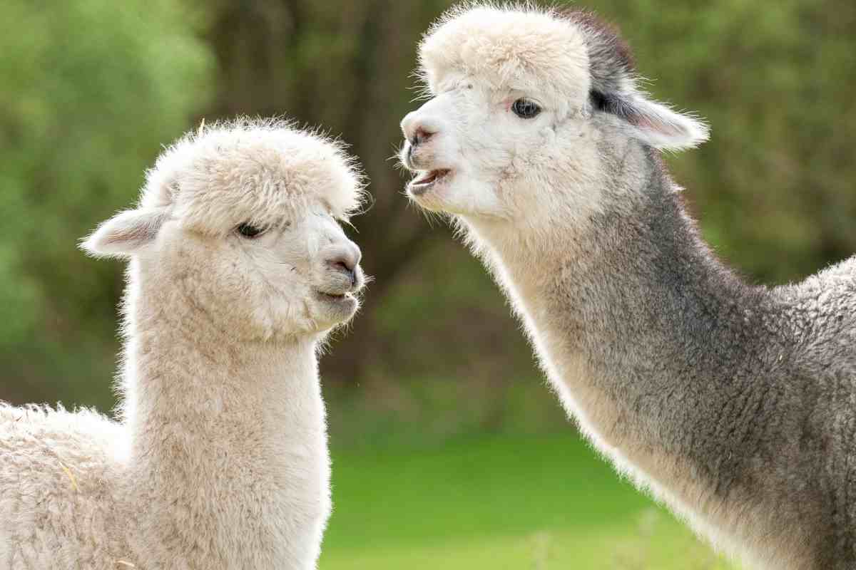 alpaca perché sputano