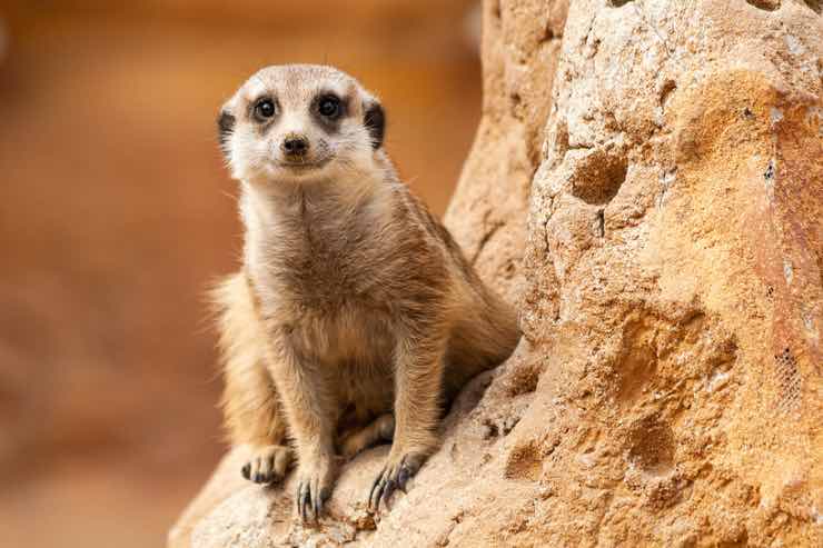 Suricato: come creare l'ambiente migliore per lui