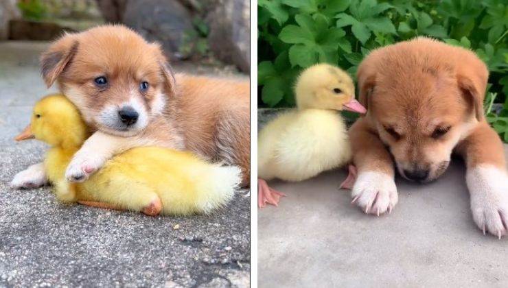 cagnolino e papera amore video