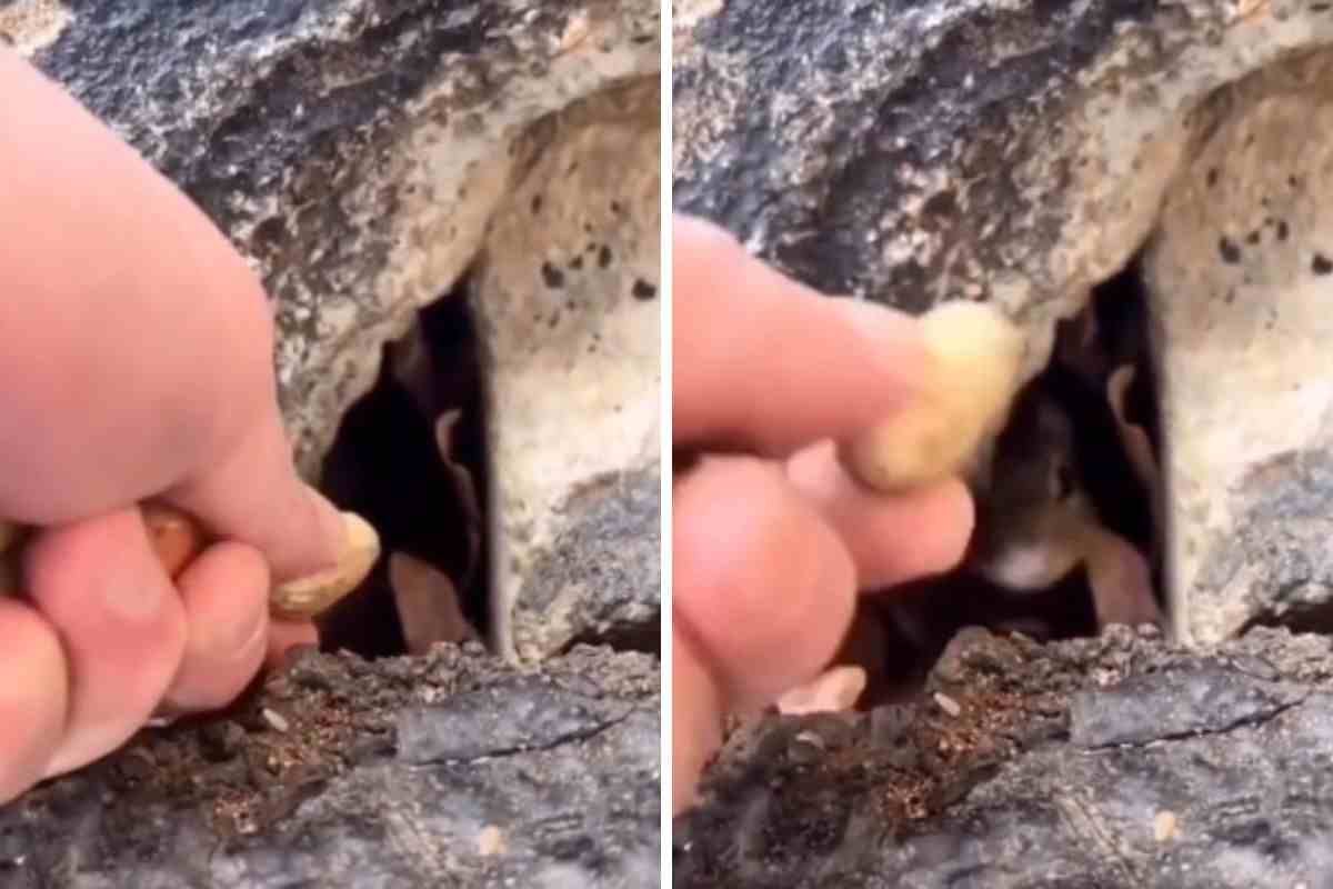 Animaletto tenerissimo sbuca per mangiare da un buco